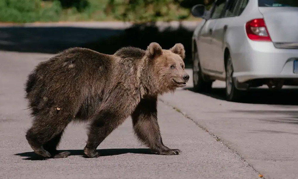 জাপানে ভালুকের আক্রমণে রেকর্ড ৯ জন নিহত